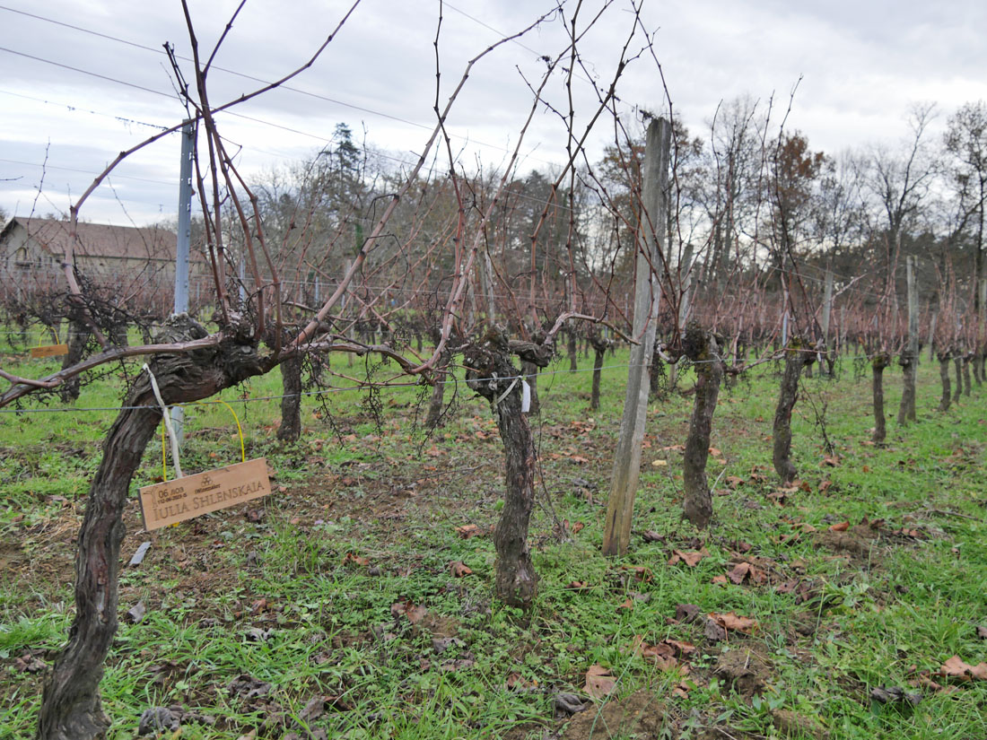 Виноградник на урожай